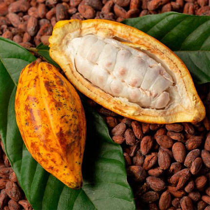 TU MARCA AQUI - CACAO